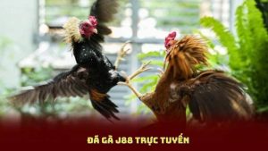Đá Gà J88 Trực Tuyến – Hình Ảnh Sắc Nét, Kèo Cược Hấp Dẫn Mỗi Ngày