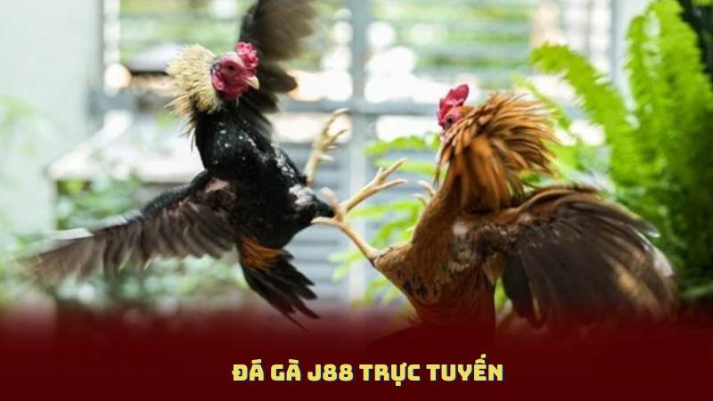 Đá Gà J88 Trực Tuyến – Hình Ảnh Sắc Nét, Kèo Cược Hấp Dẫn Mỗi Ngày